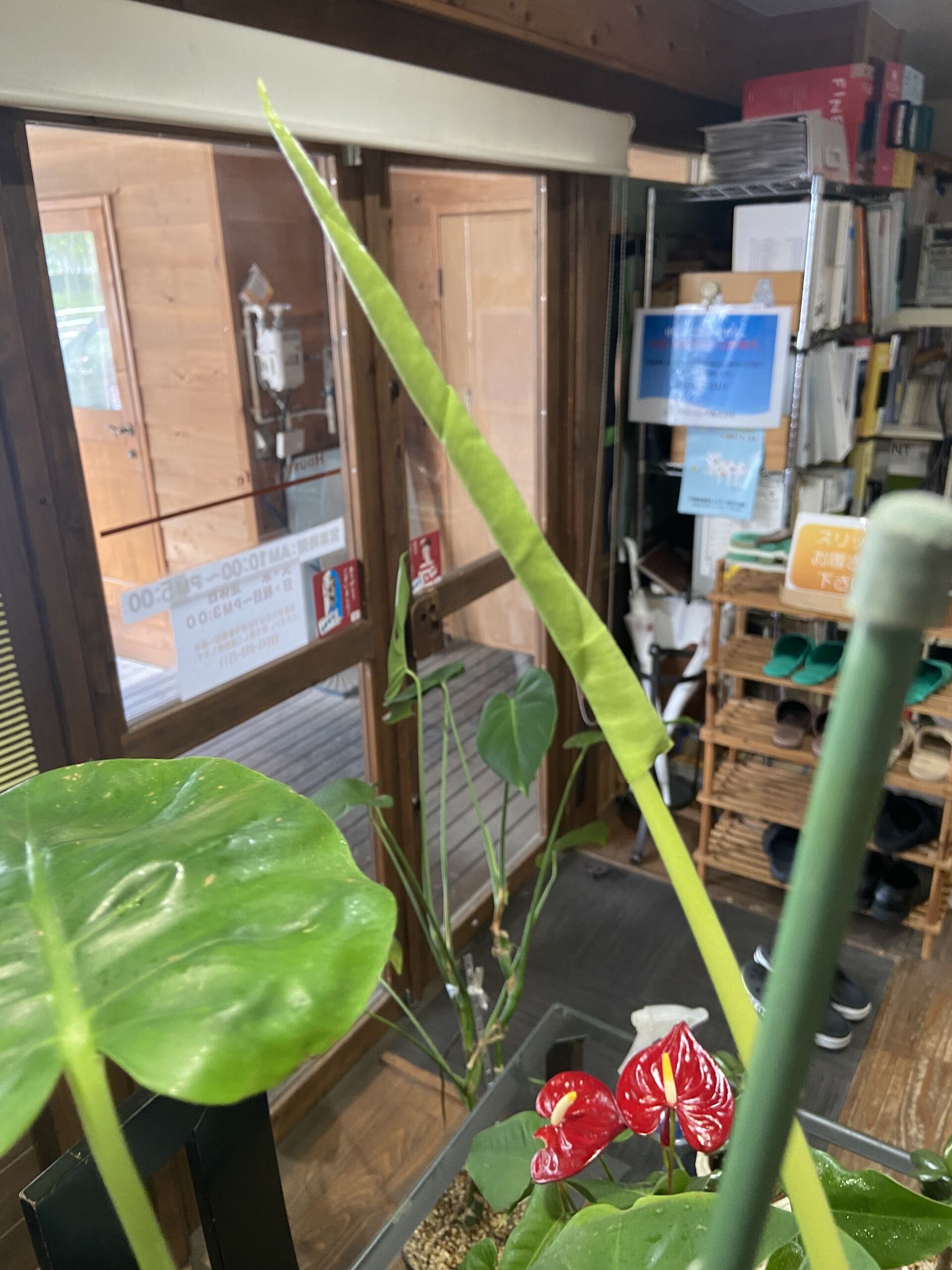 モンステラ　新しい葉