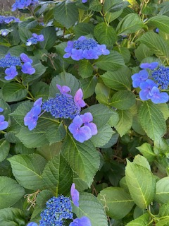 公園の花②