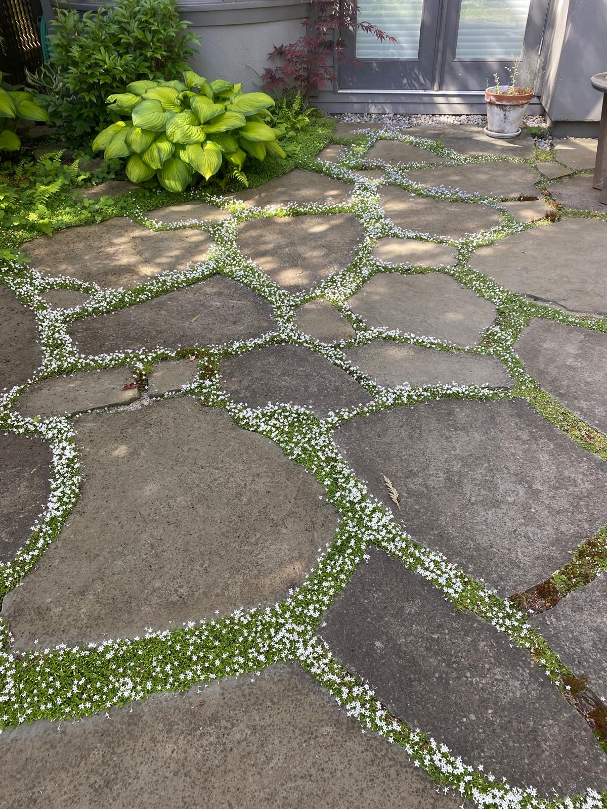 敷石の花