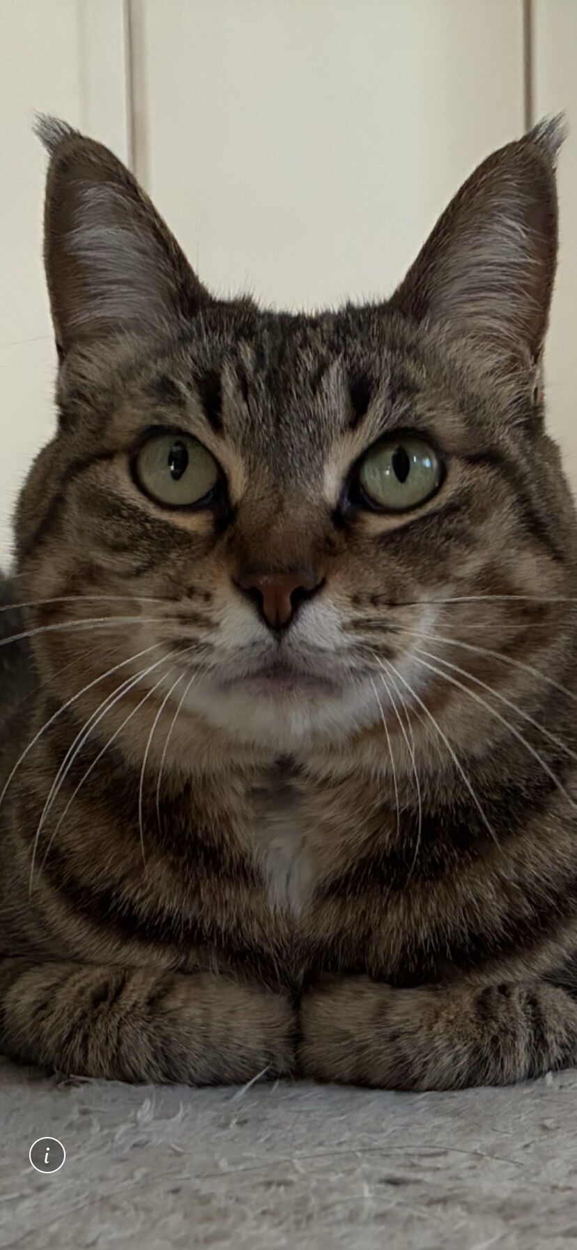 保護猫さん
