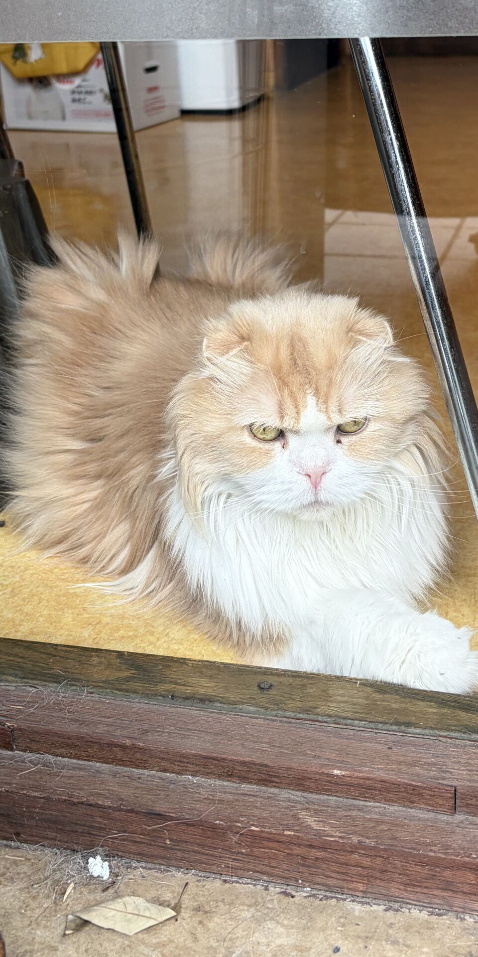 看板猫