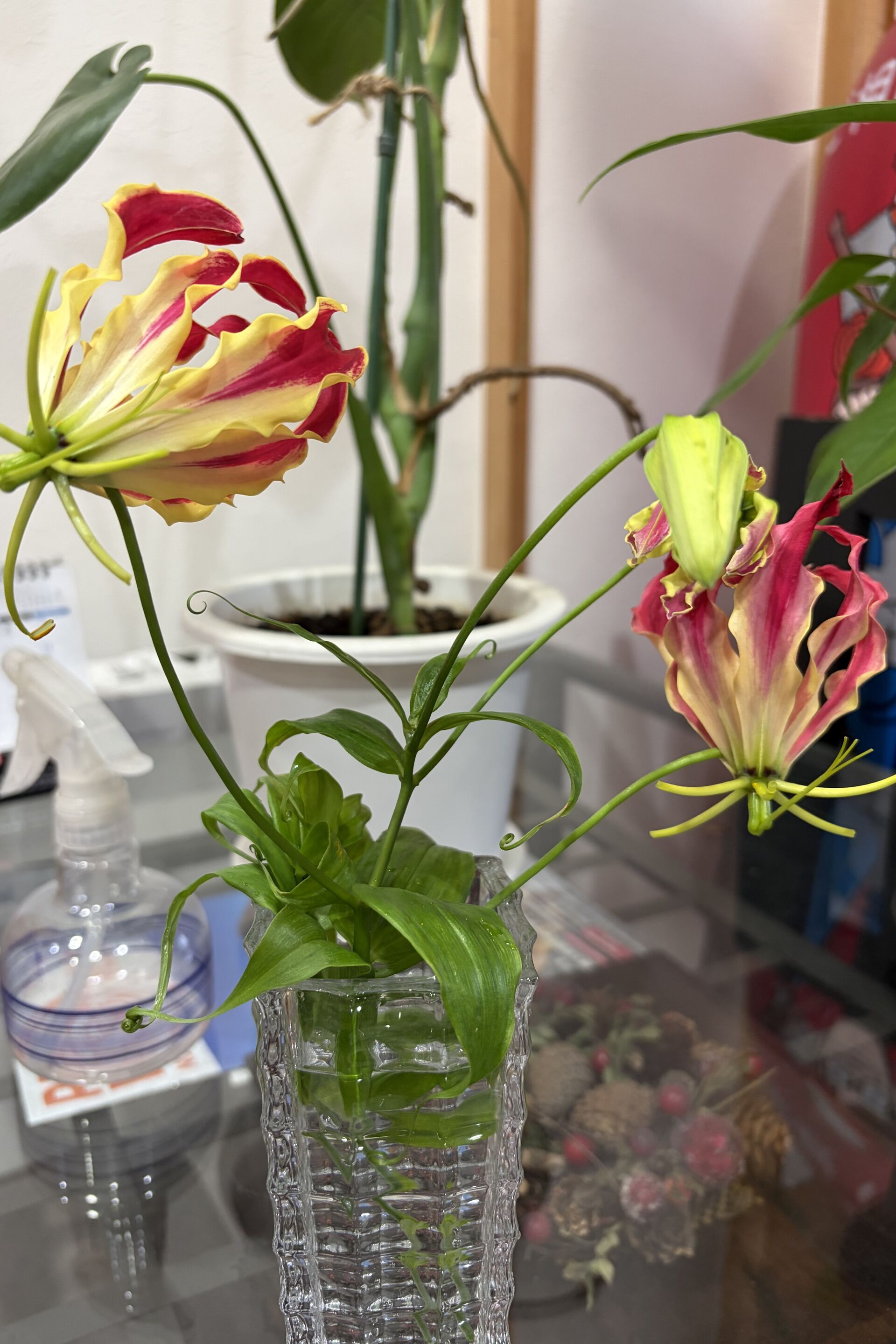 夏の花グロリオサ
