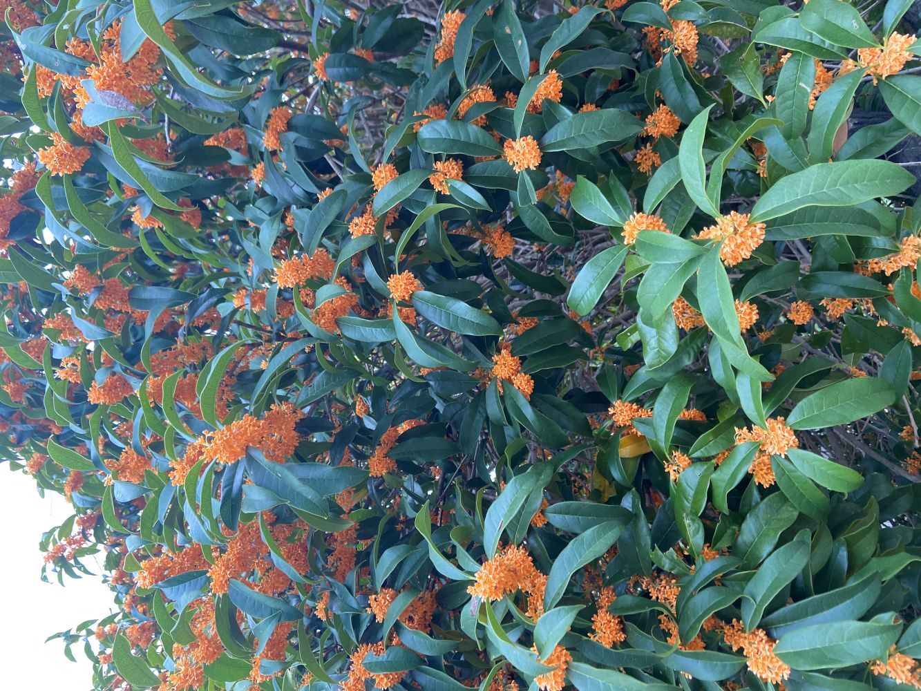 金木犀の花