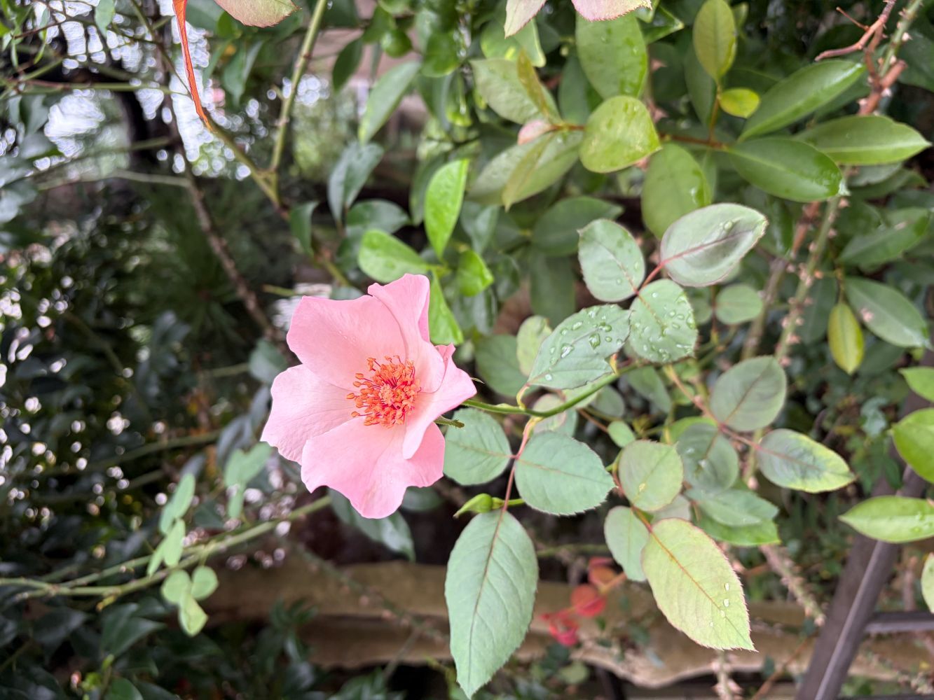 秋　薔薇と柿と彼岸花