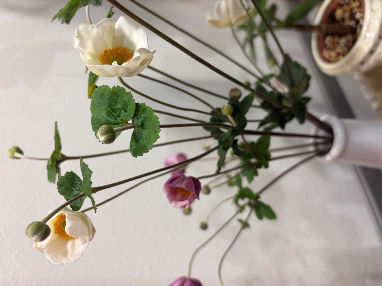秋の花　シュウメイギク秋明菊